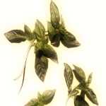 Basilic
