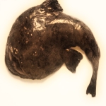 Baudroie