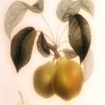 Bergamote