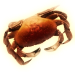 Crabe