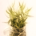 Estragon