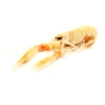 Gambas