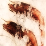 Langouste