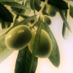 Olive