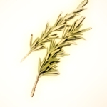 Romarin