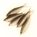 Sardine